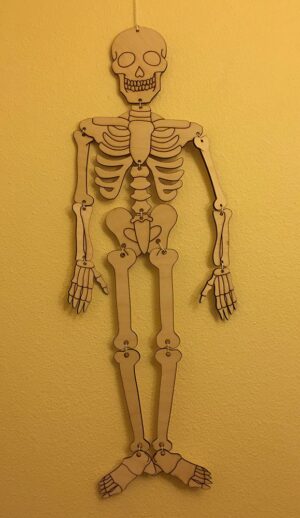 Vector - Esqueleto Humano - Corte Laser